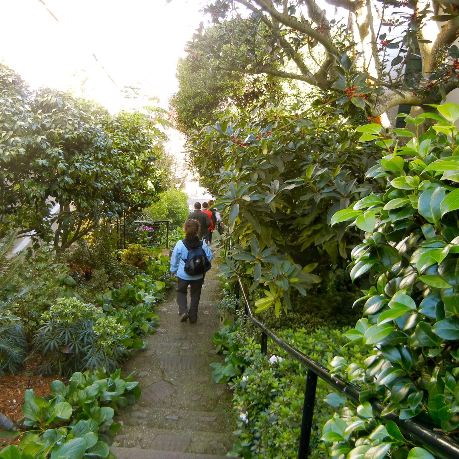 Urban Jungles and City Heights Hike  - San Francisco