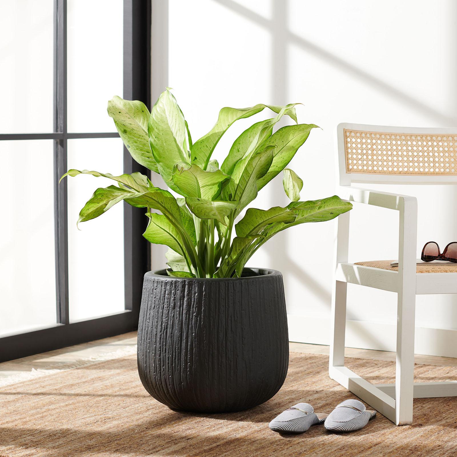 Francia Planter