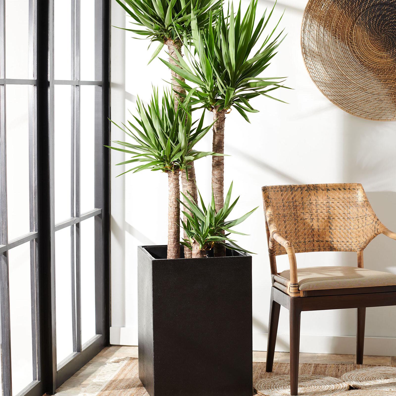 Kendri Planter