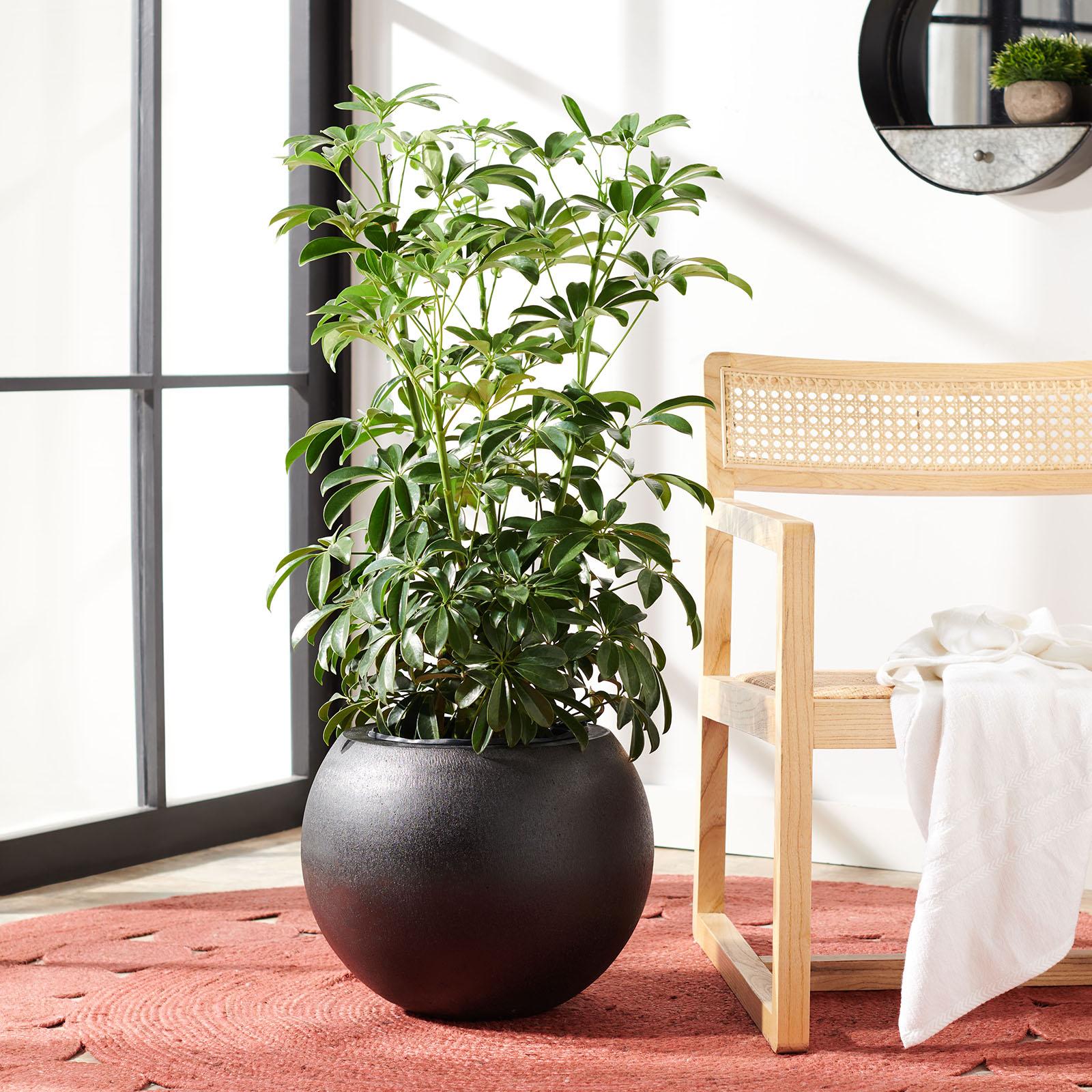 Gerand Planter