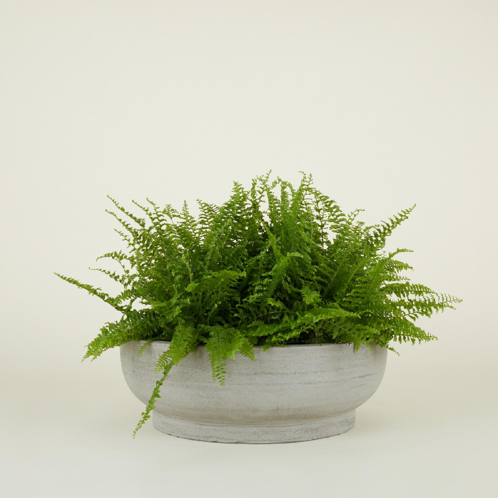 Footed Bowl Planter