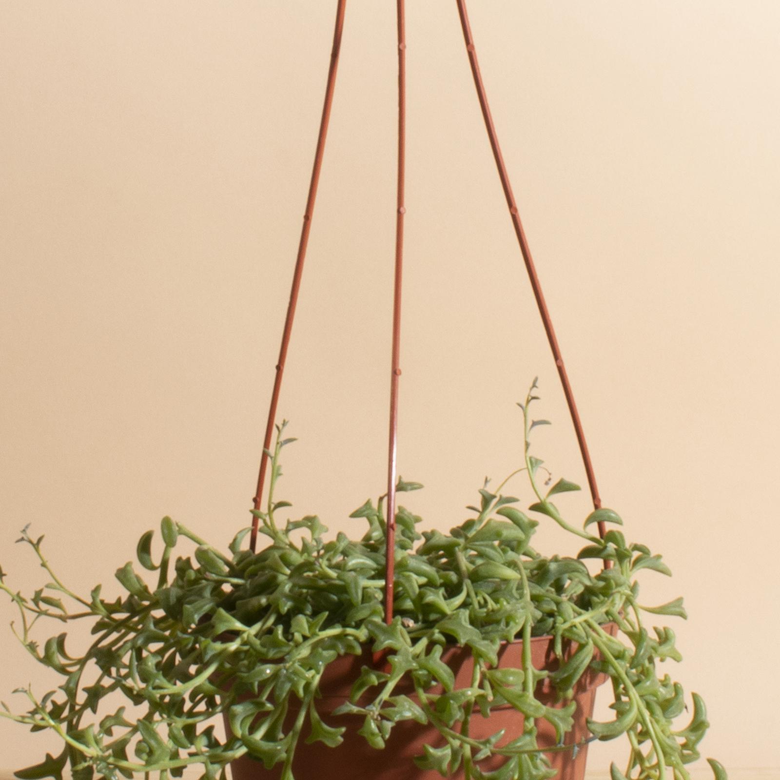 String of Dolphins Hanging Succulent