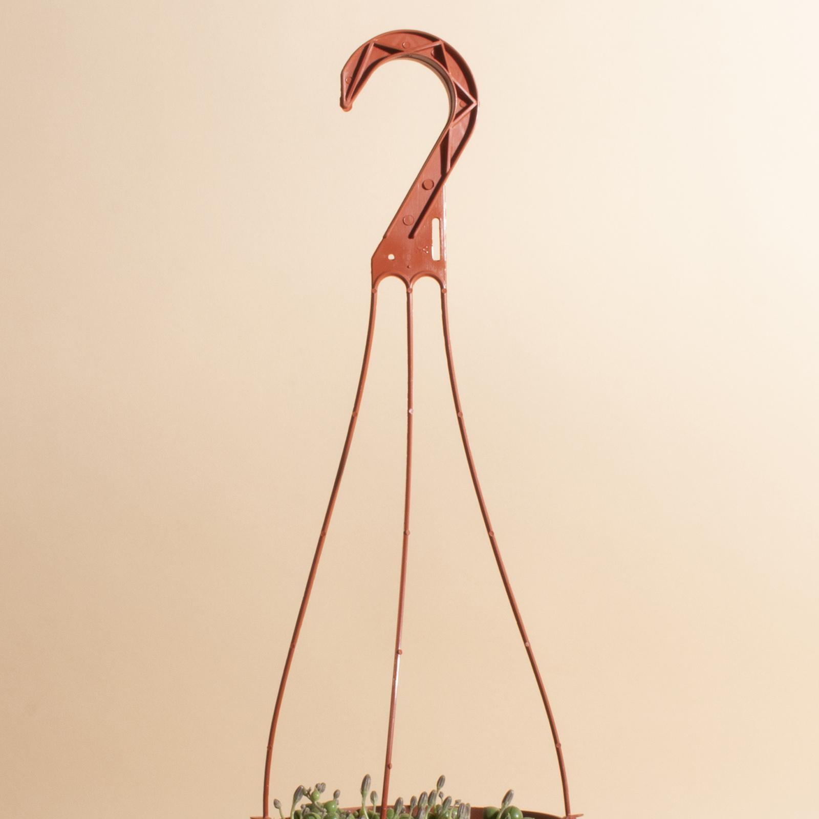 String of Pearls Hanging Succulent