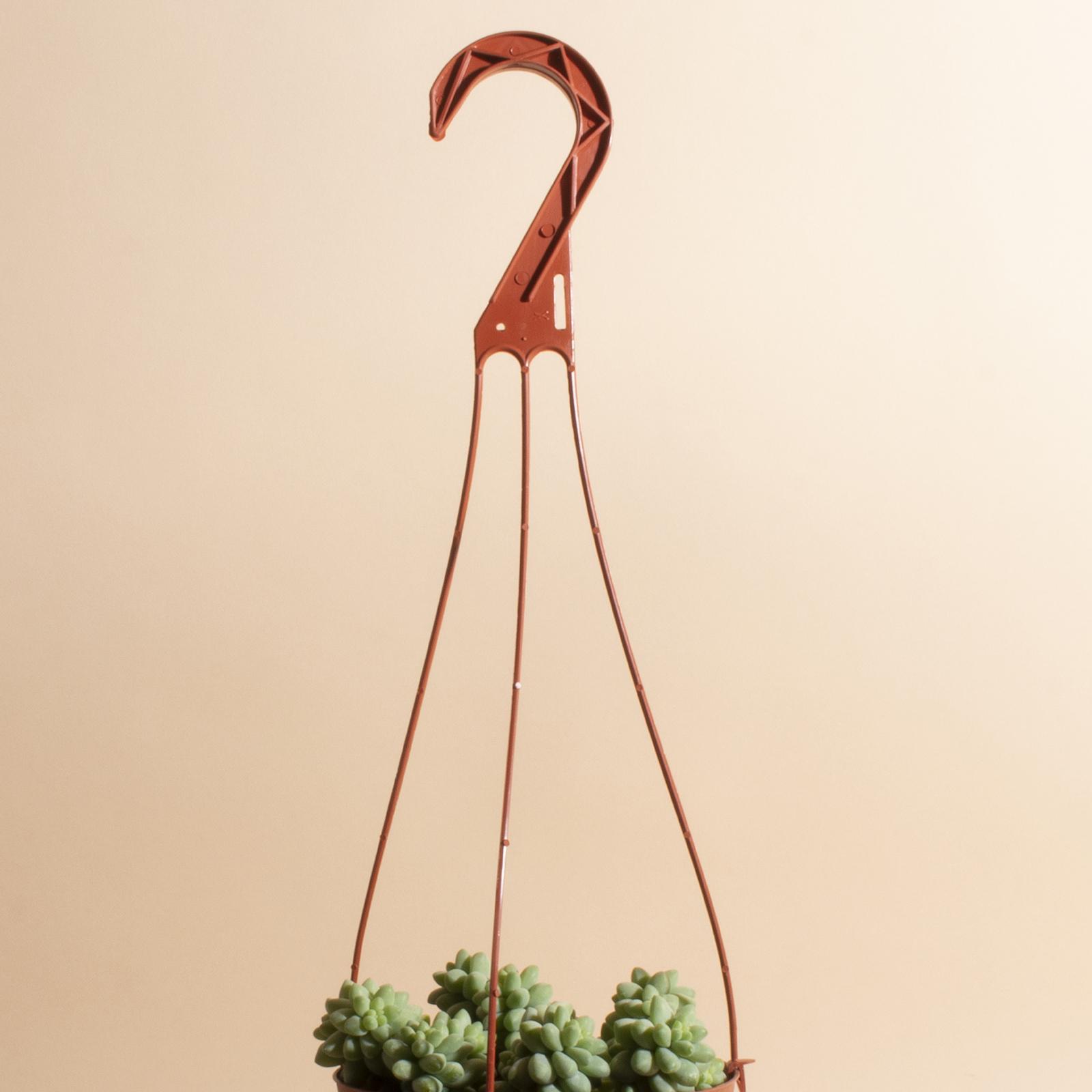 Burrito Sedum Hanging Succulent