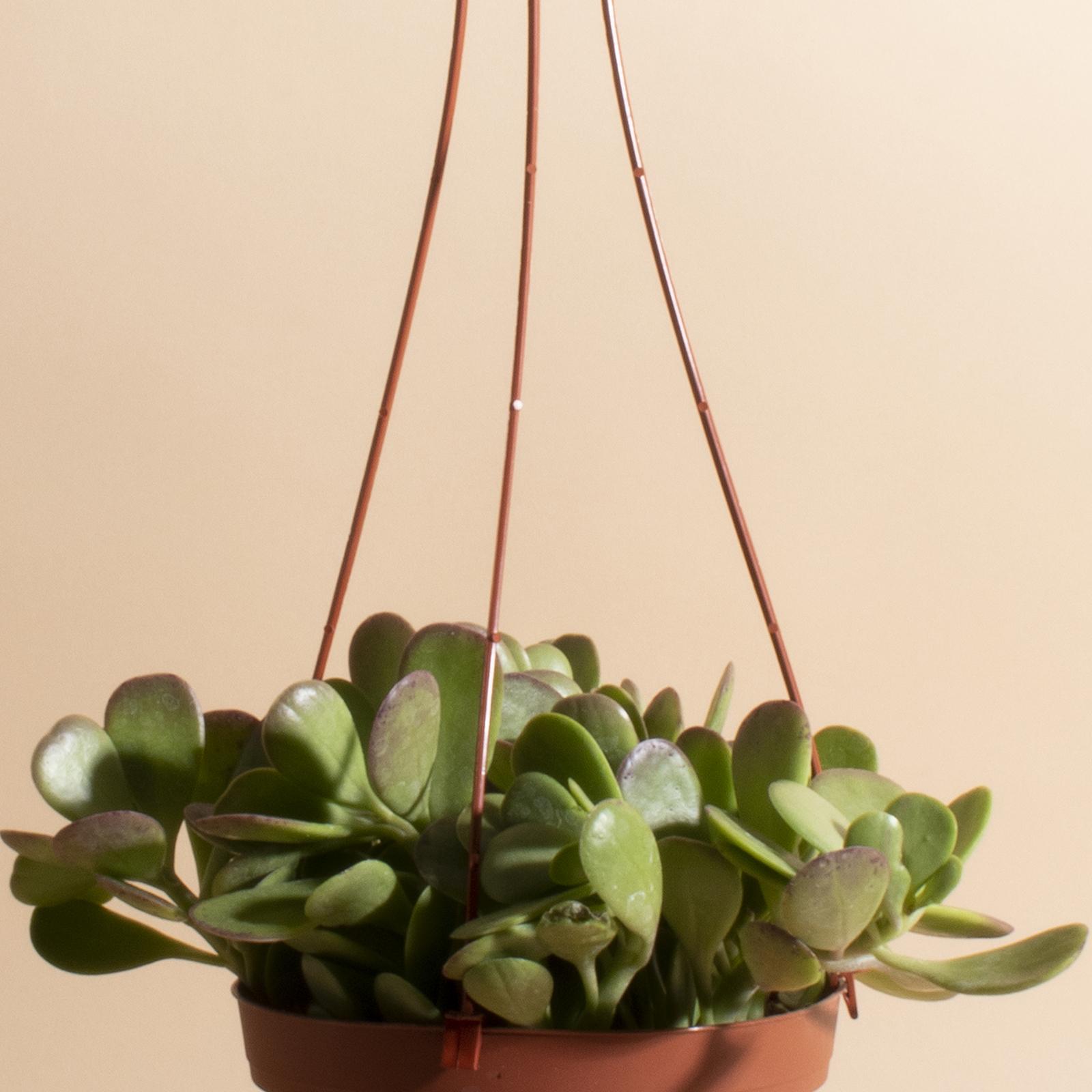 Trailing Jade Hanging Succulent
