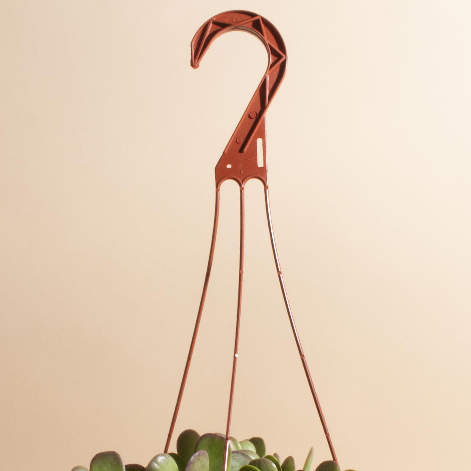 11639-trailing-jade-hanging-succulent-1.jpg