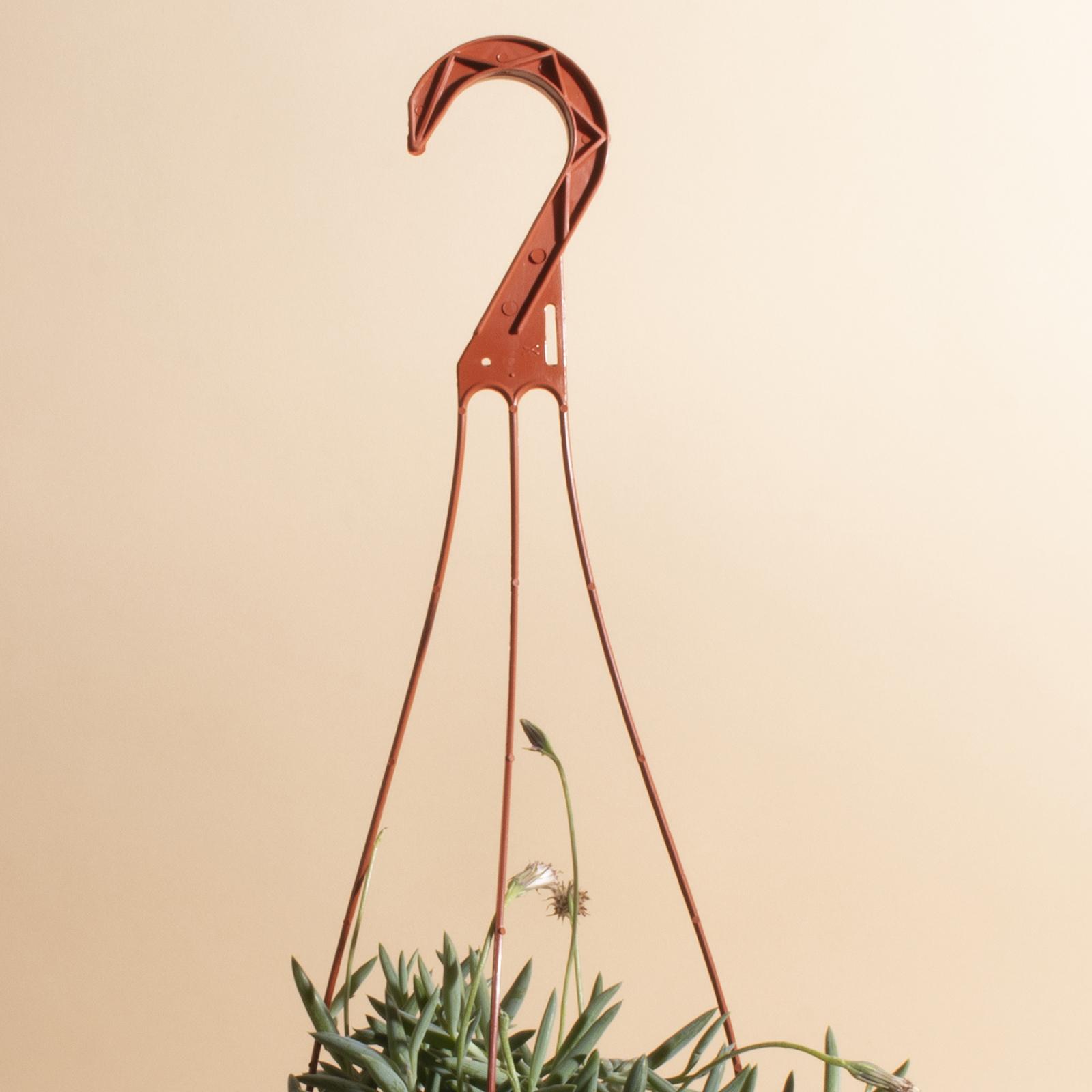String of Fishhook Hanging Succulent