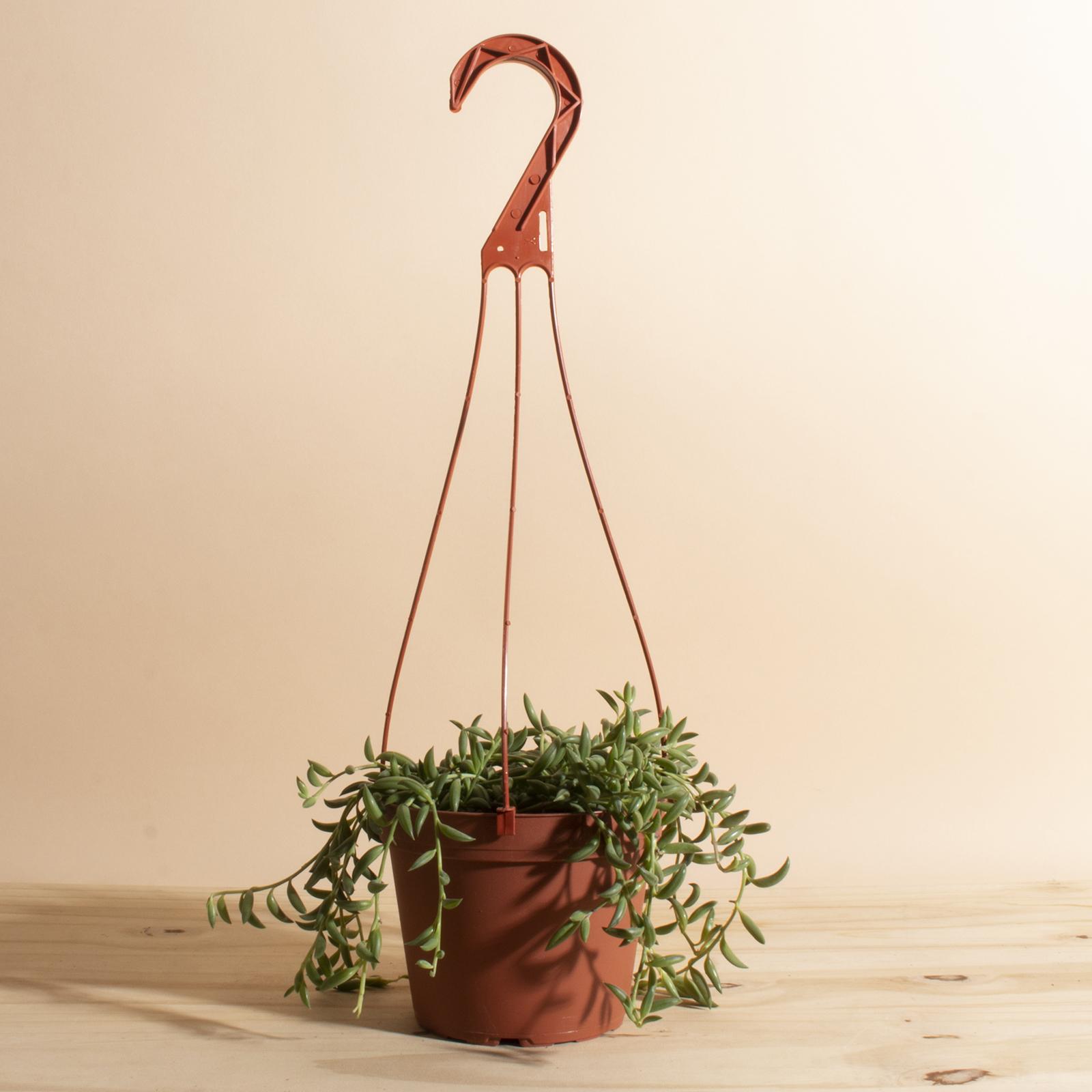 String of Bananas Hanging Succulent