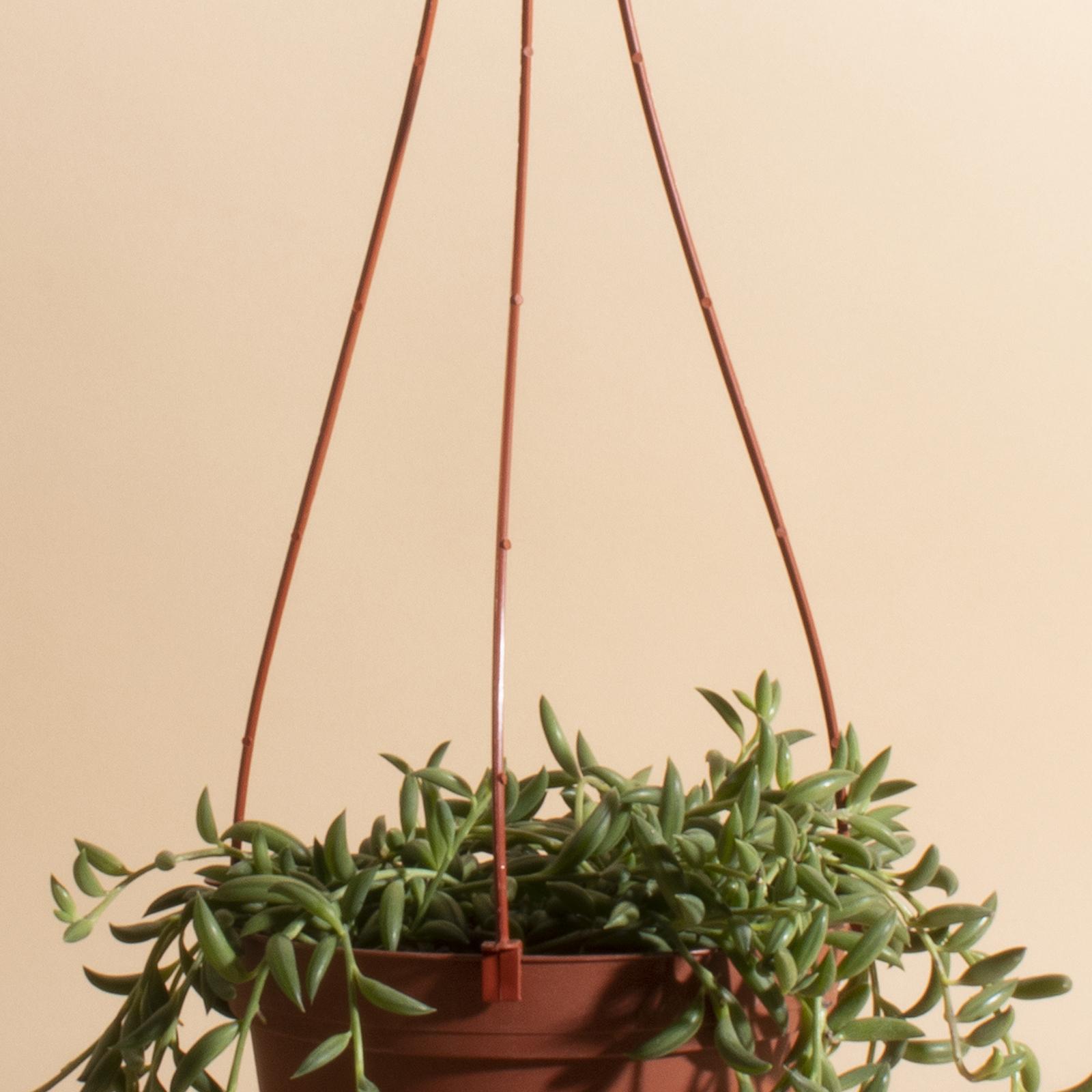 String of Bananas Hanging Succulent