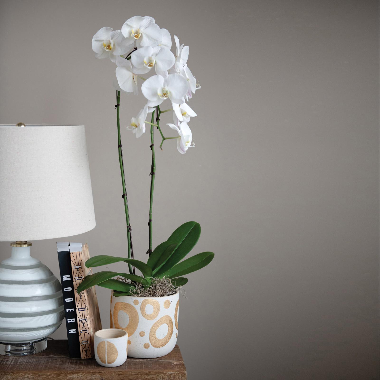 Hand-Painted Stoneware Planter