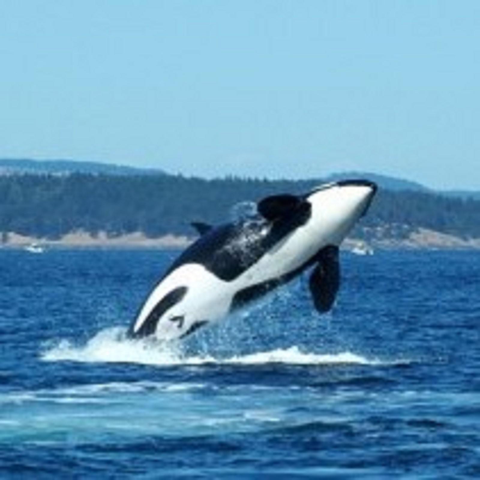 3-Day San Juan Island Kayak Tour For 2 - Seattle