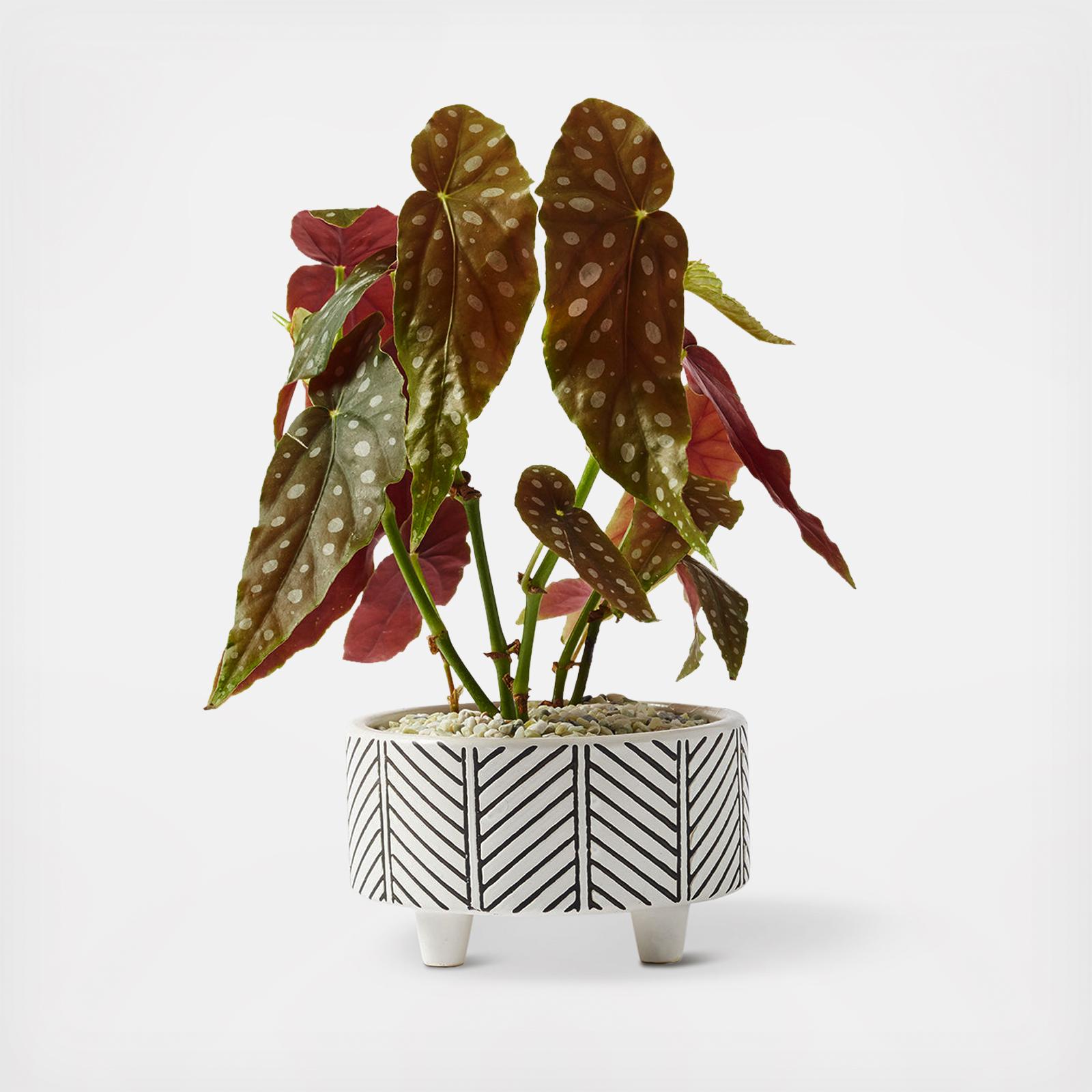 Geometric Large Planter