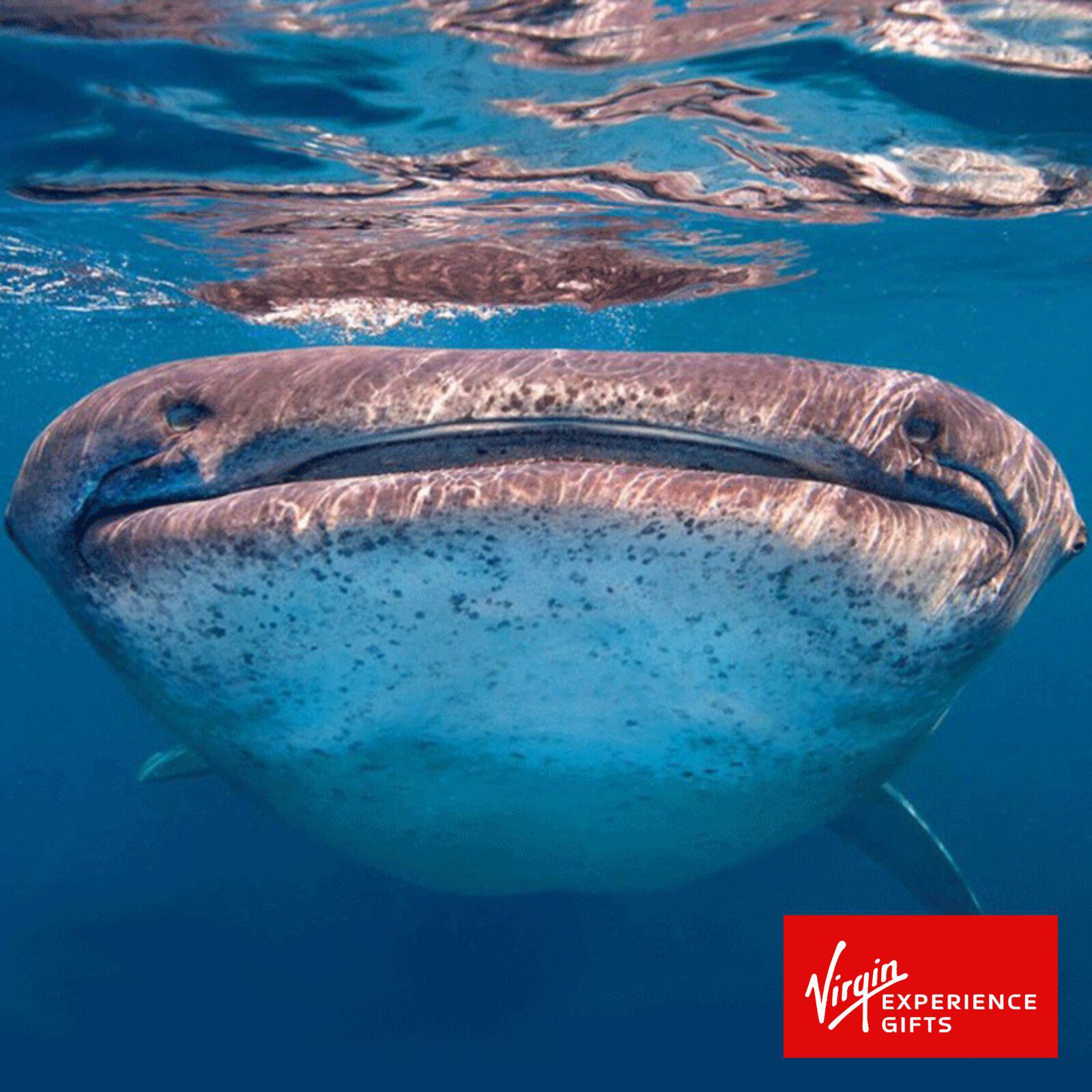South Kona Snorkeling Expedition for 2 - Hawaii