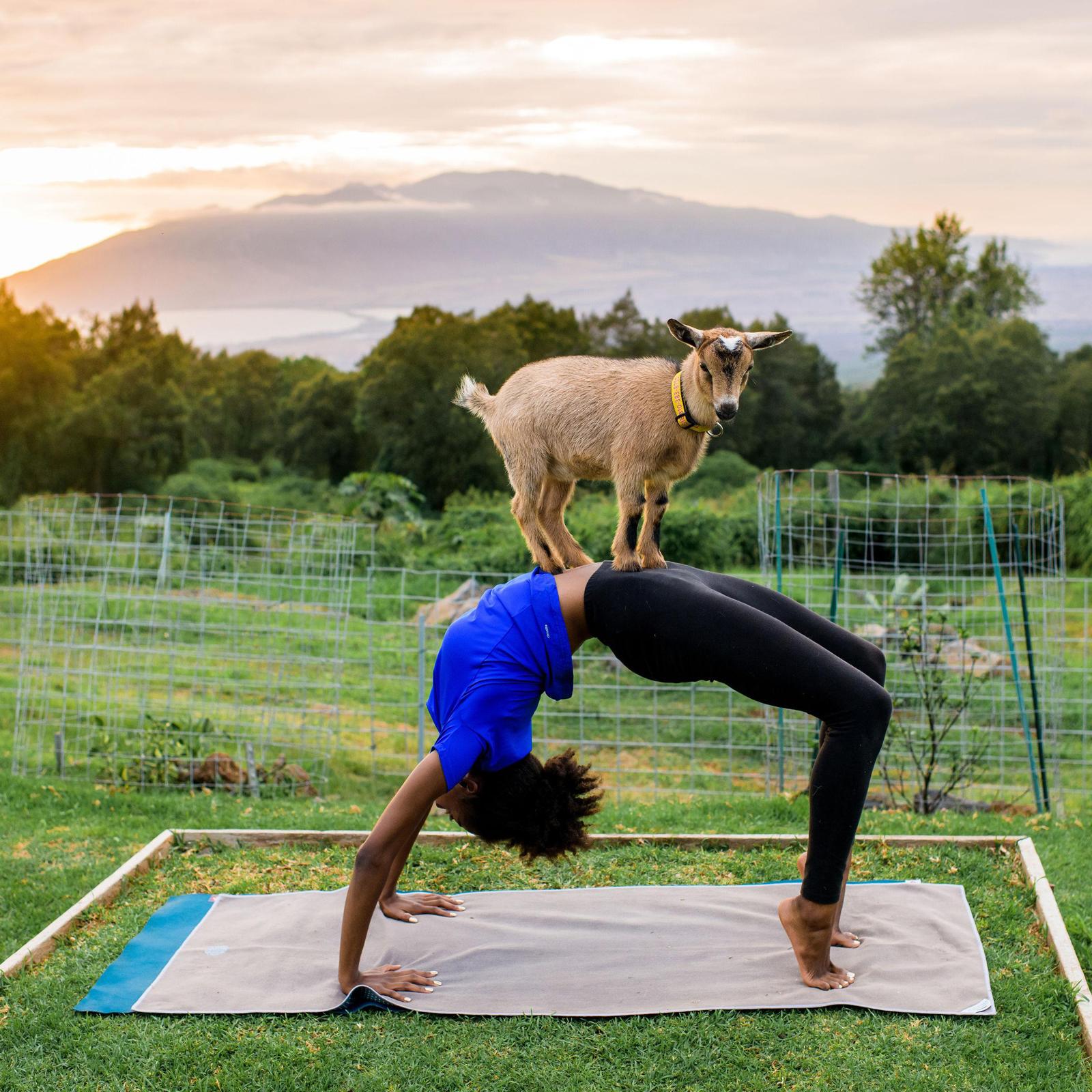 Yoga with Miniature Goats for 2 - Kula, HI