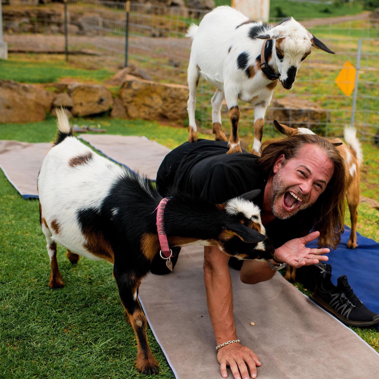367-yoga-with-miniature-goats-for-2-kula-hi-1.jpg