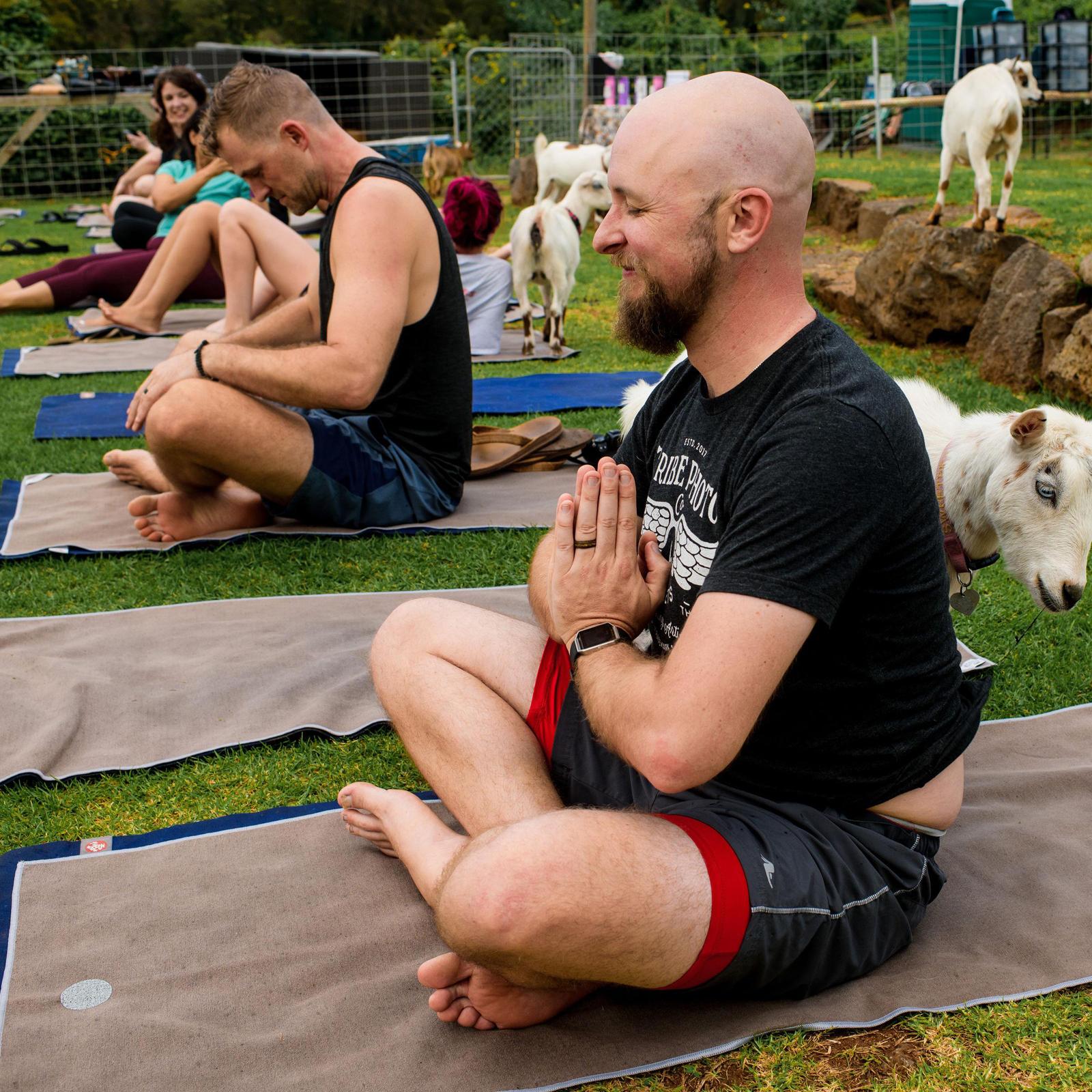 367-yoga-with-miniature-goats-for-2-kula-hi-1.jpg