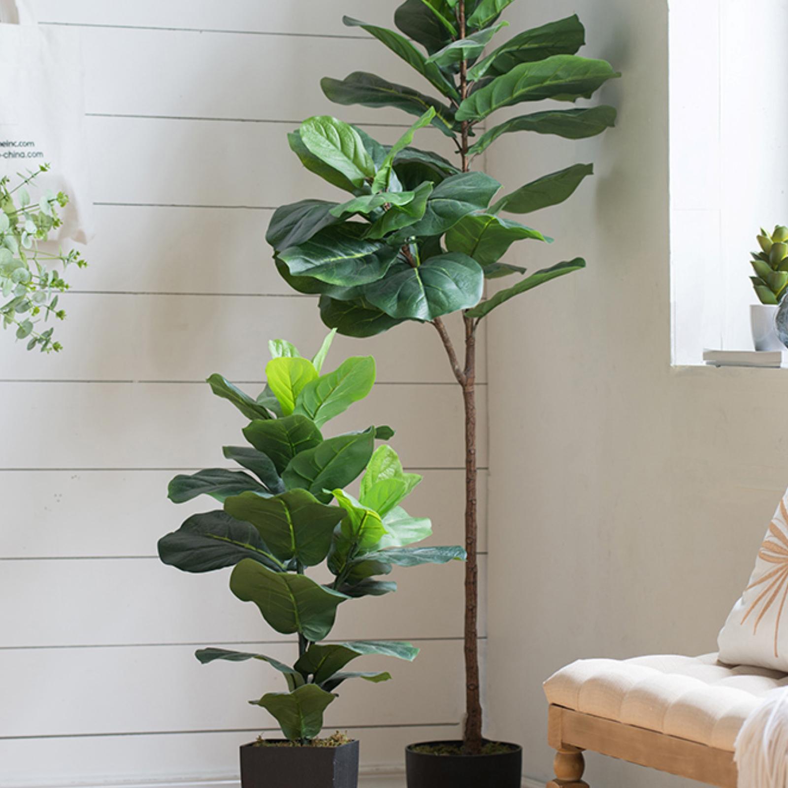 8467-fiddle-leaf-fig-tree-1.jpg