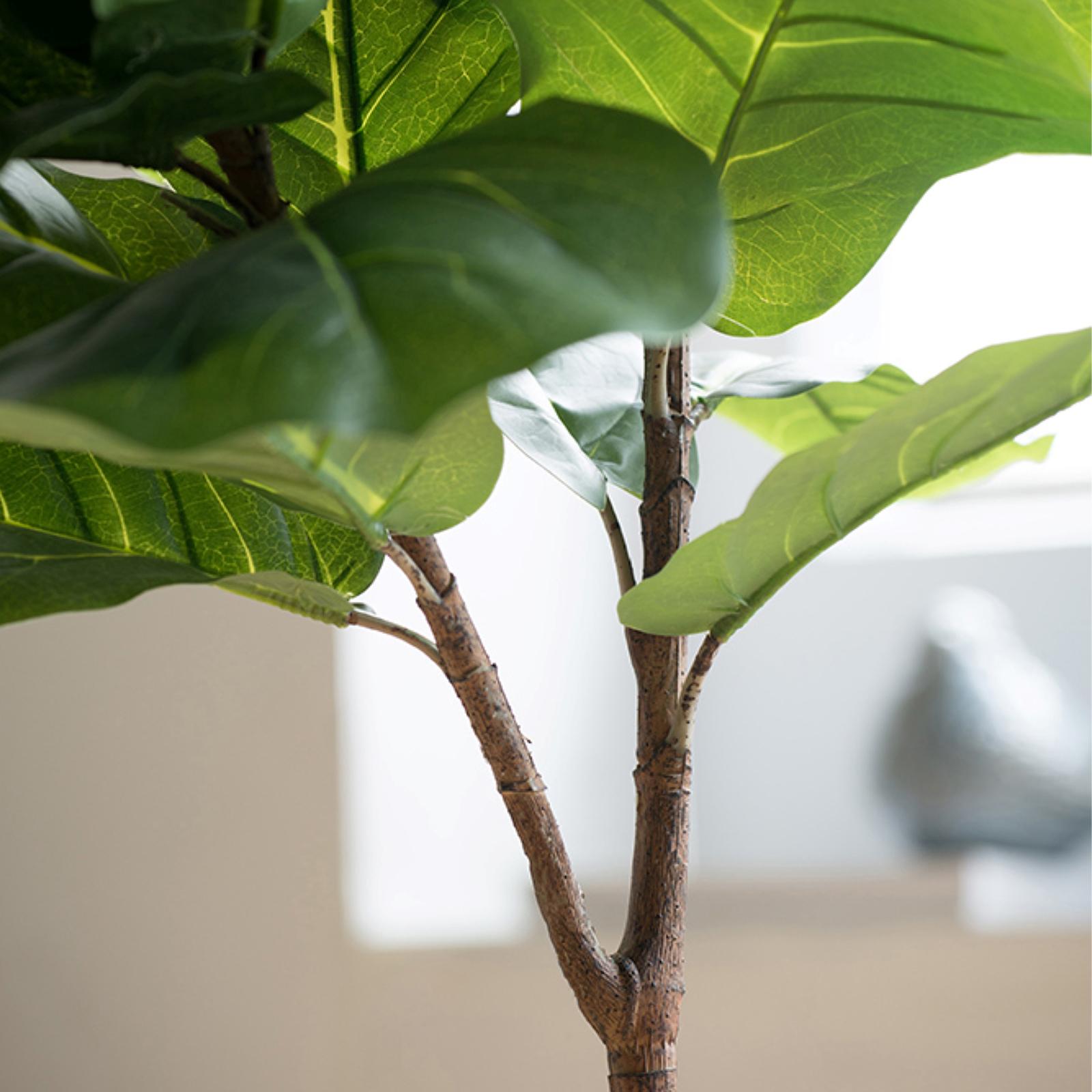8467-fiddle-leaf-fig-tree-1.jpg