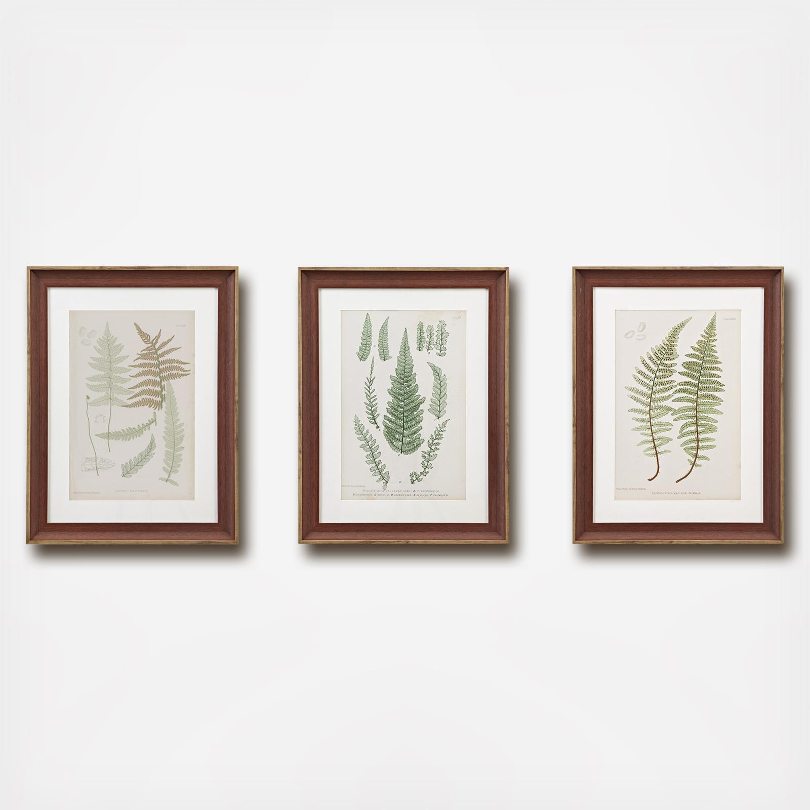 3-Piece Lady Fern Framed Graphic Set